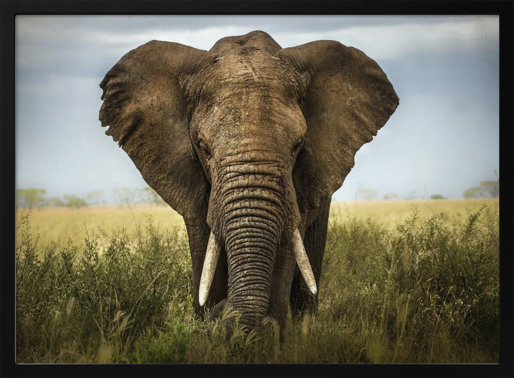 Encuentros en el Serengeti | Posters - Impresiones de Arte