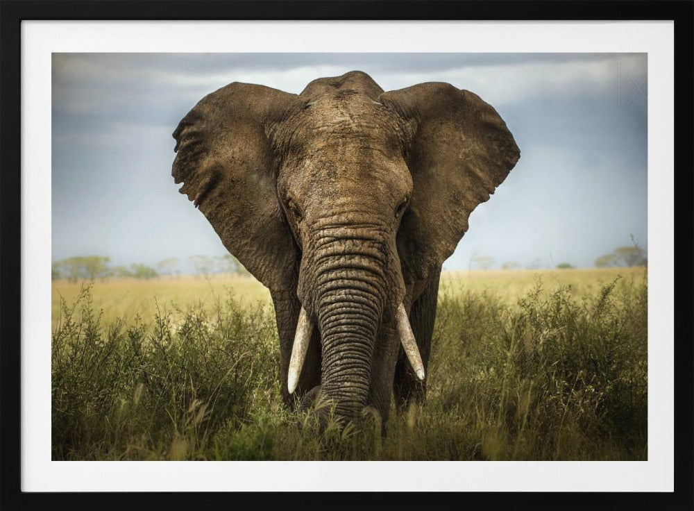 Encuentros en el Serengeti | Posters - Impresiones de Arte