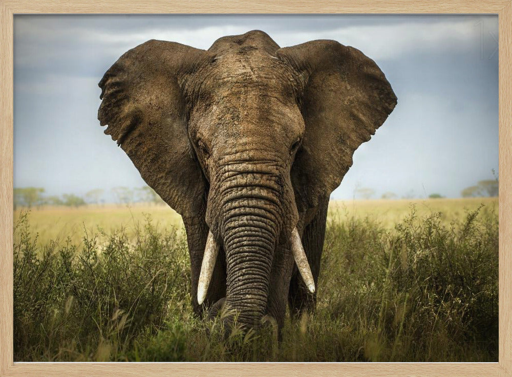 Encuentros en el Serengeti | Posters - Impresiones de Arte