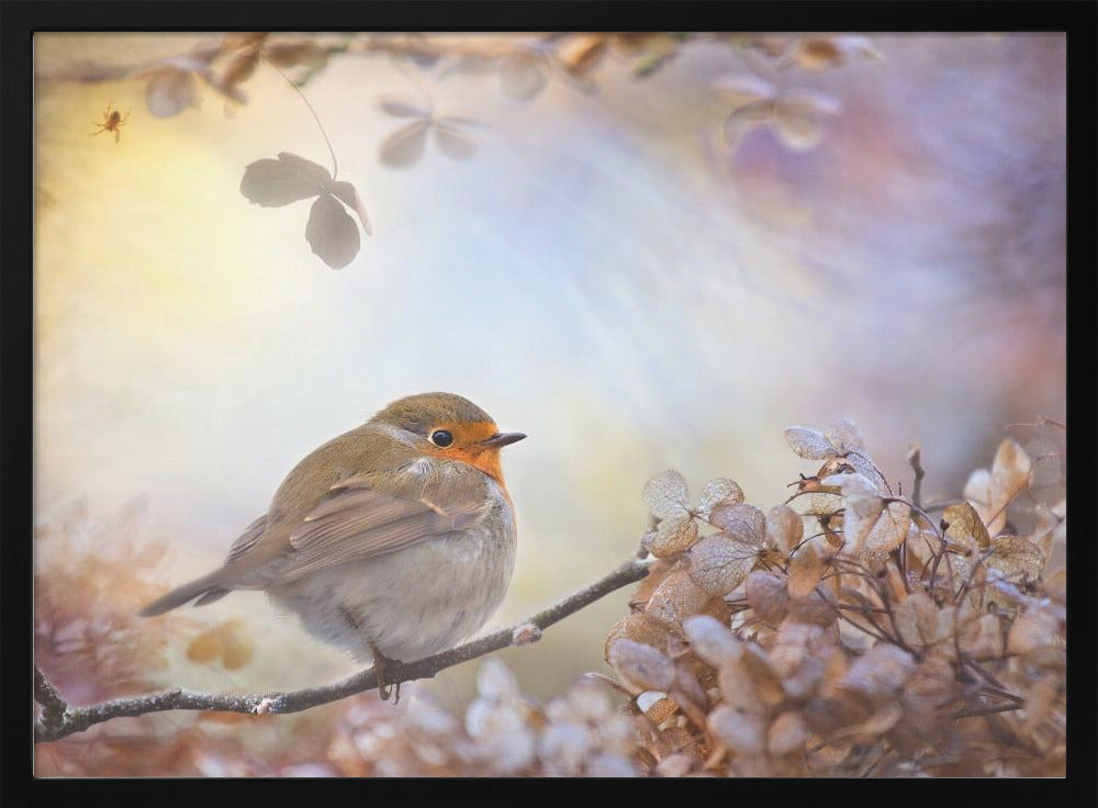 Robin en sueños | Posters - Impresiones de Arte