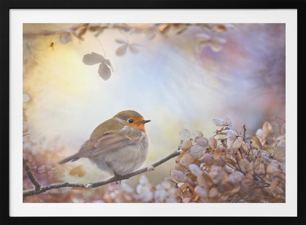 Robin en sueños | Posters - Impresiones de Arte