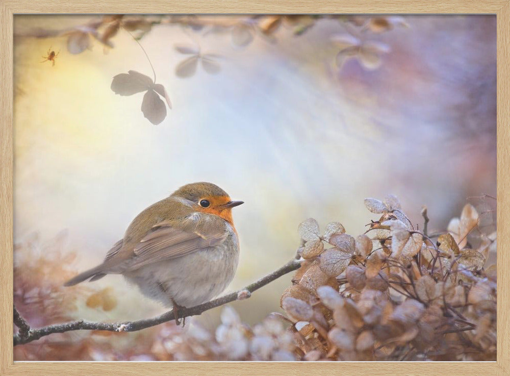 Robin en sueños | Posters - Impresiones de Arte