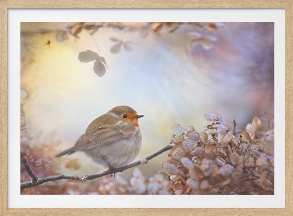 Robin en sueños | Posters - Impresiones de Arte