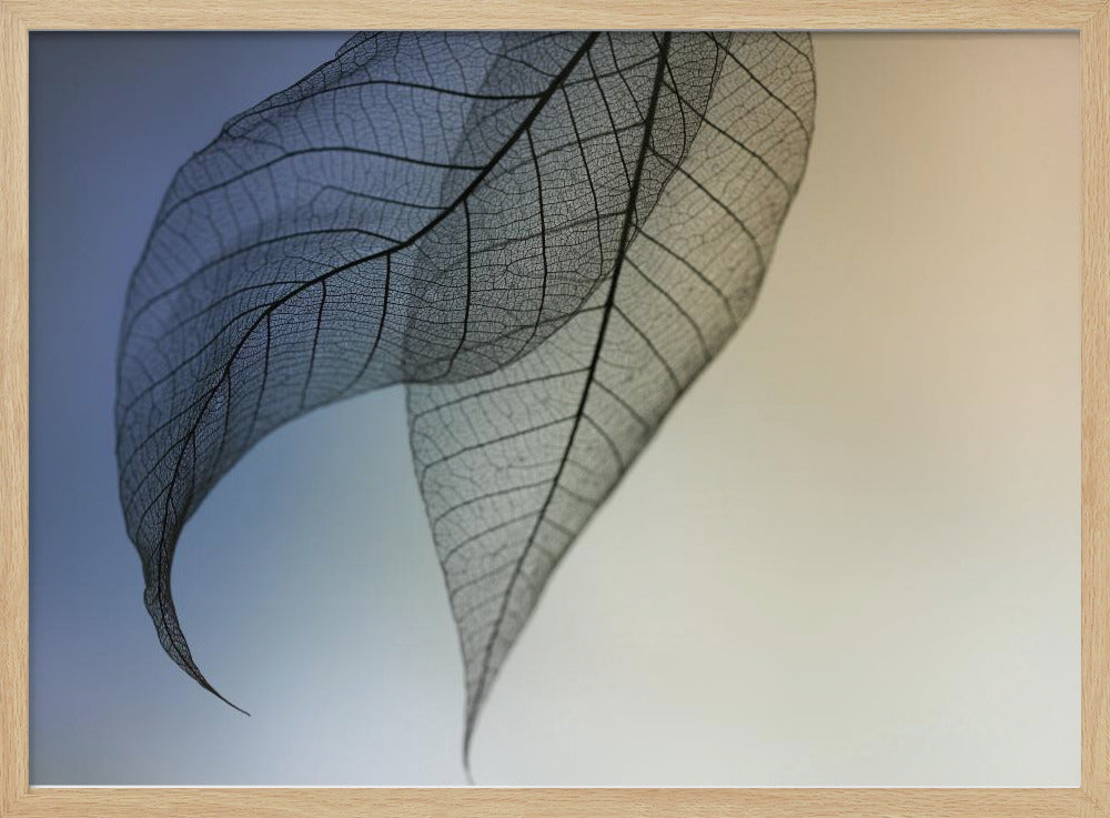 Cavatina | Poster - Stampe d’Arte