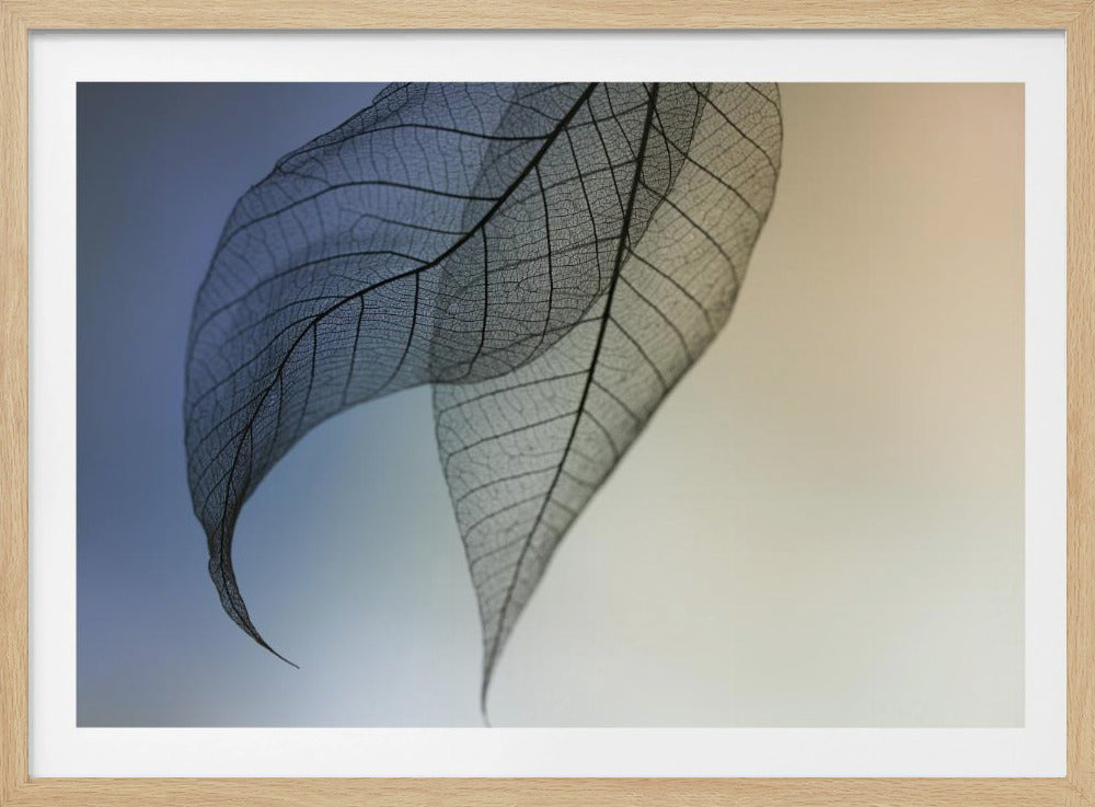 Cavatina | Poster - Stampe d’Arte