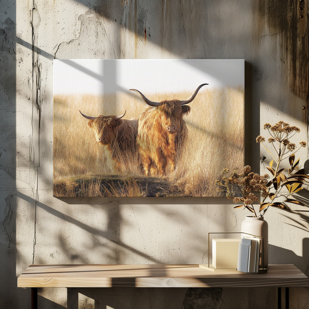 Young and old Highlander | Canvas