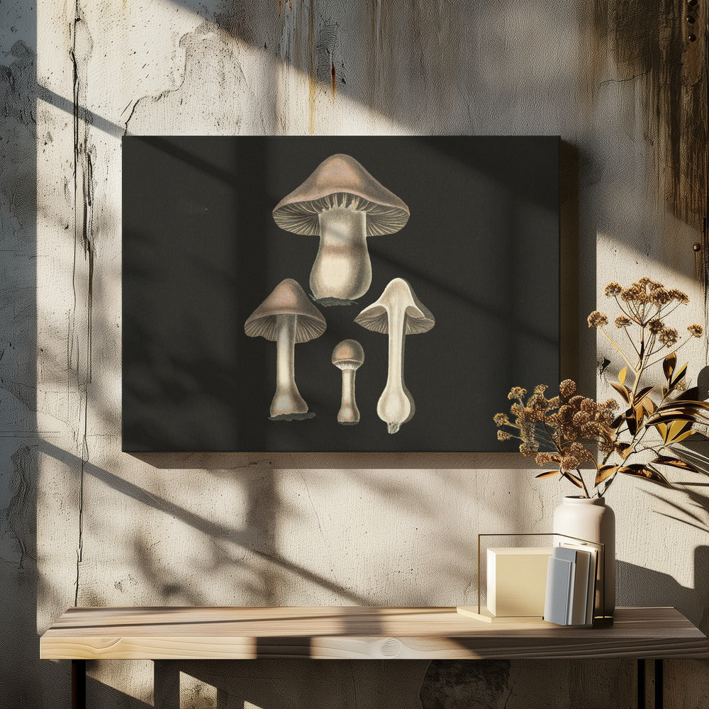 Agaricus bulbosus tumma tausta | Canvastaulut