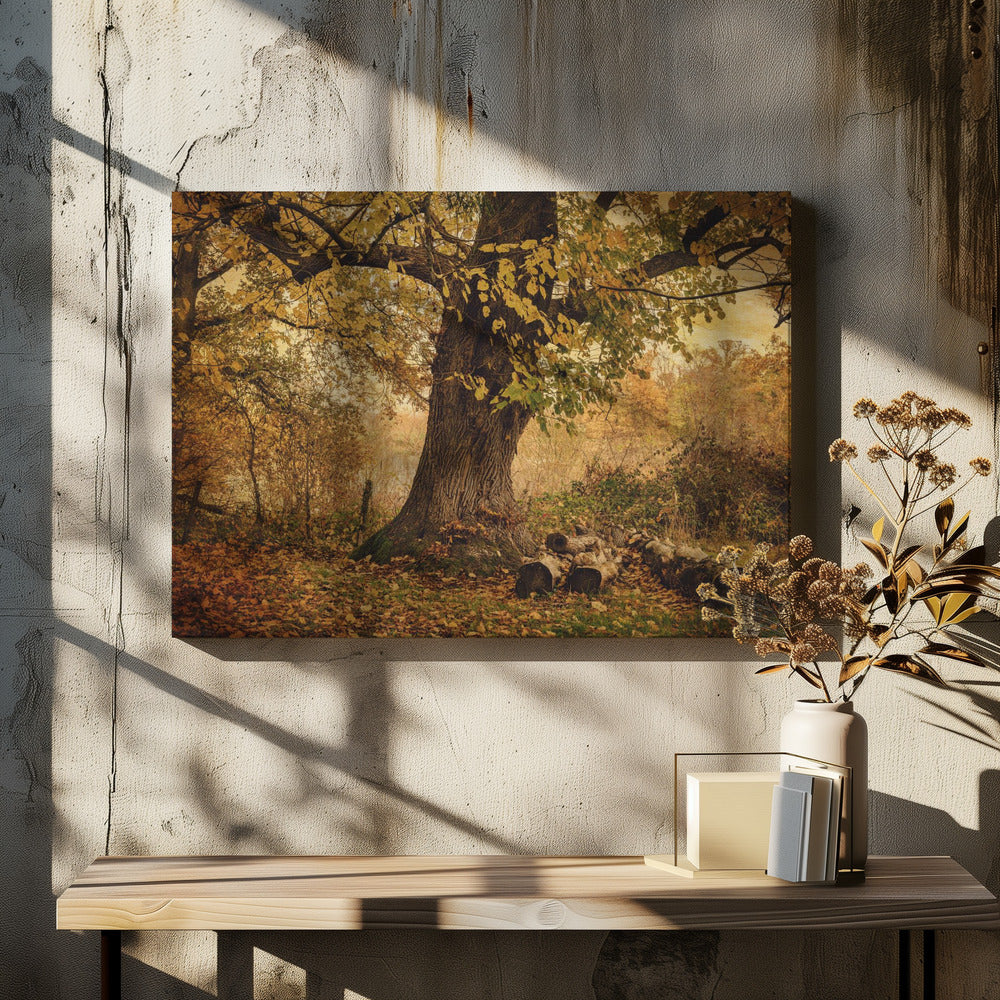 Gammalt träd | Canvas
