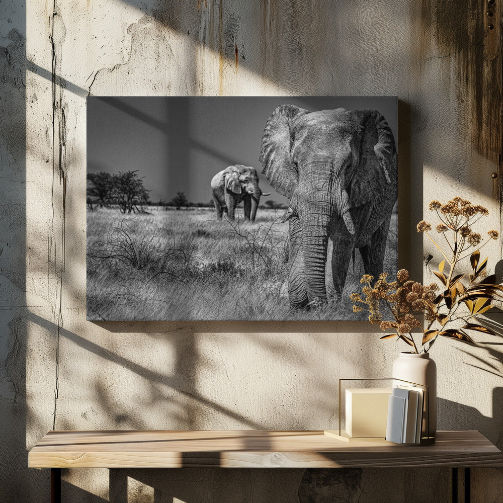 Elefantfält | Canvas