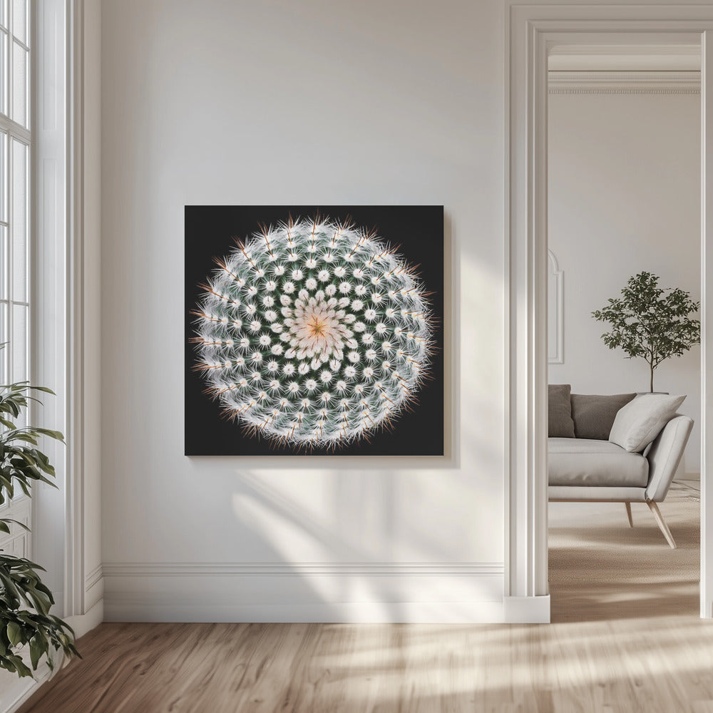 Notocactus scopa | Leinwand-Bilder