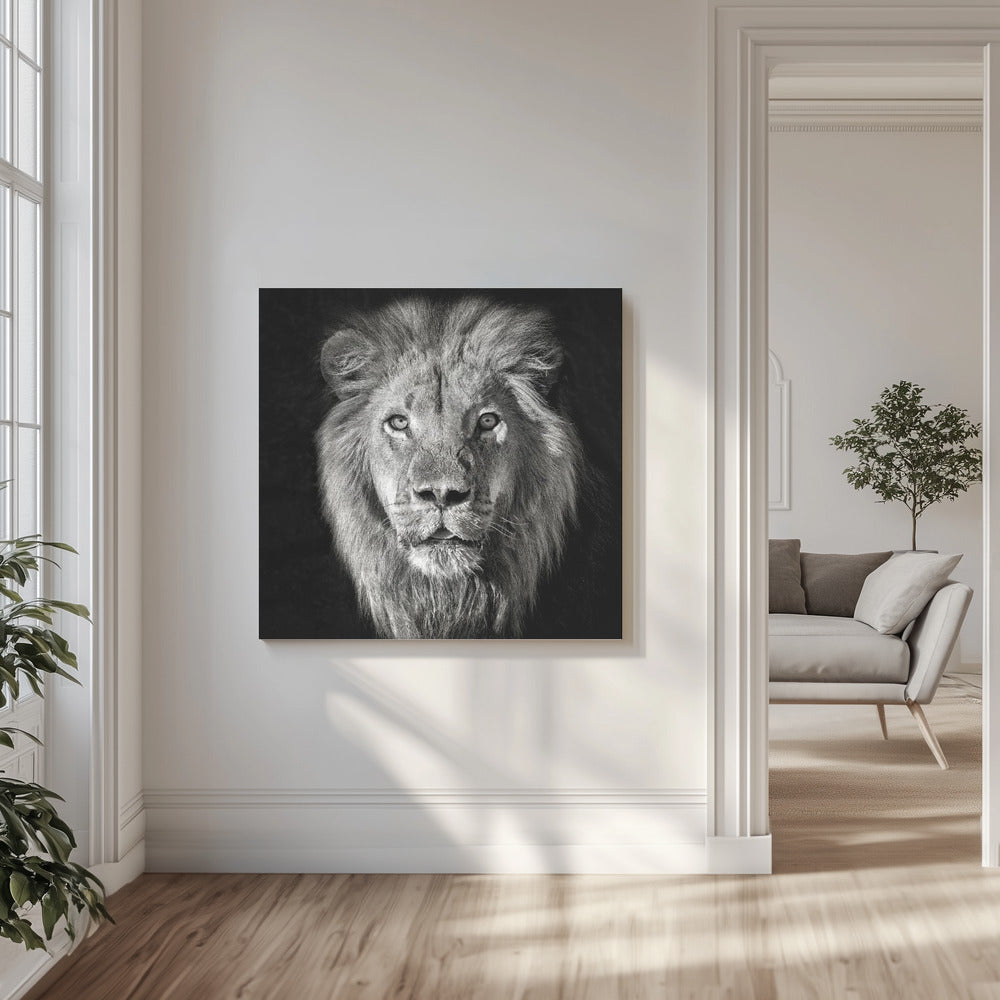 Leijonan muotokuva - Panthera Leo | Canvastaulut