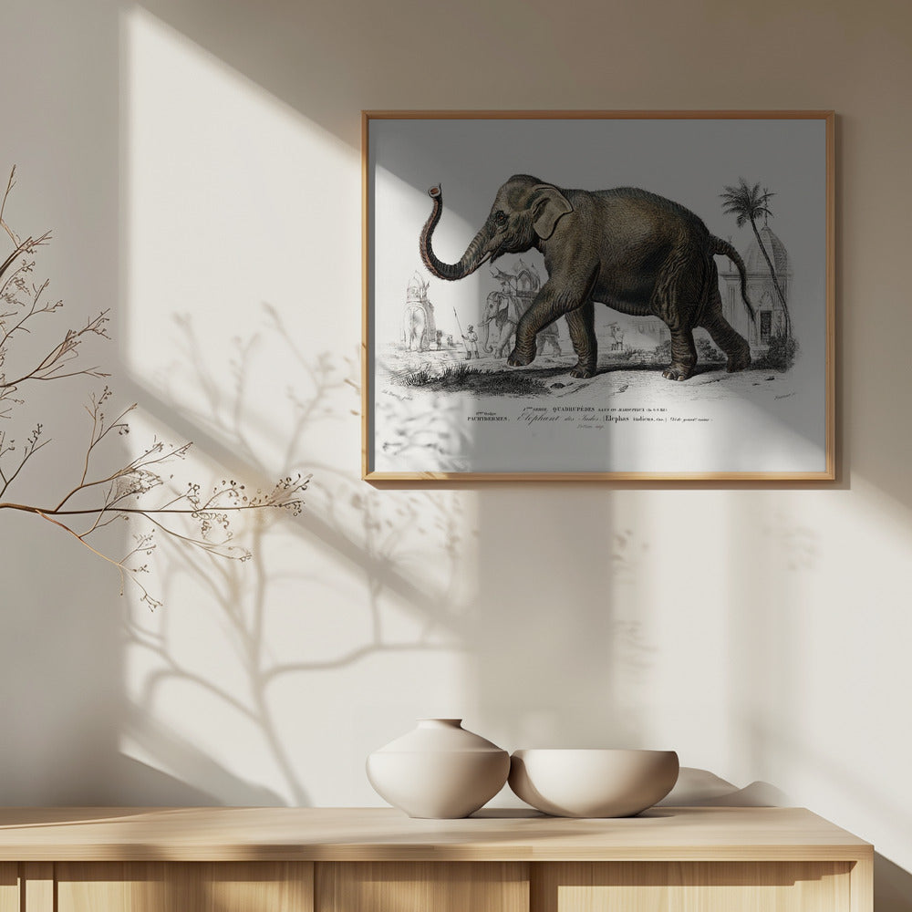 Asiatic Elephant | Poster