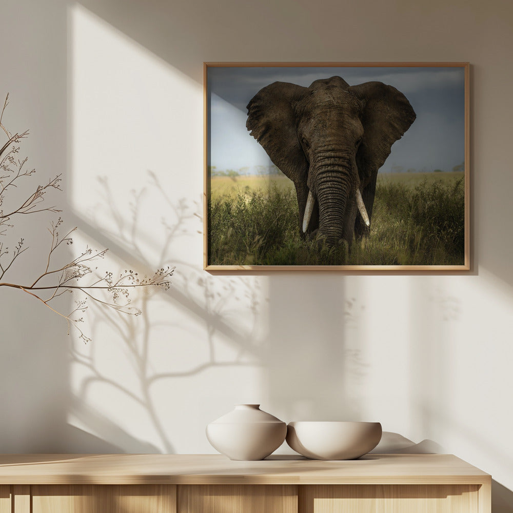 Encuentros en el Serengeti | Posters - Impresiones de Arte