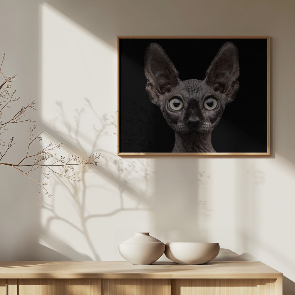 Sphynxkatt | Poster