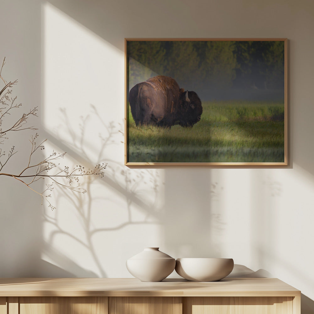 Bisonte alla luce del mattino | Poster - Stampe d’Arte
