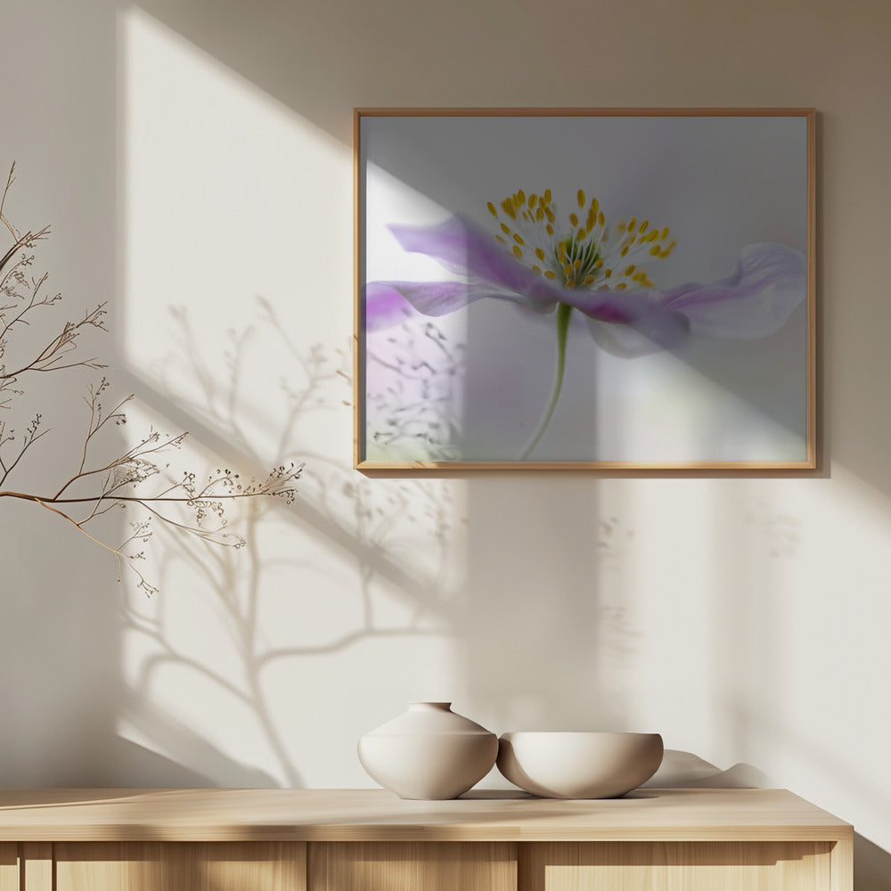 Anémona de madera | Posters - Impresiones de Arte