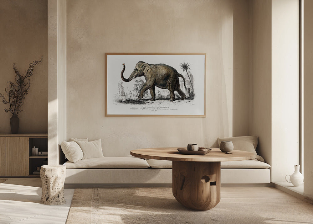 Asiatic Elephant | Poster