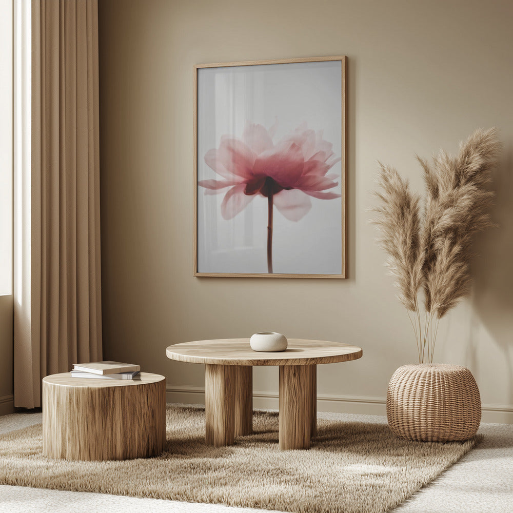 Pink Peony | Poster