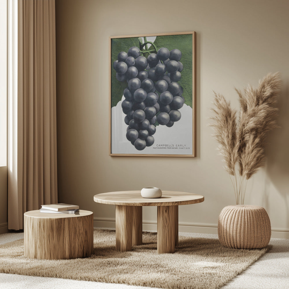 Campbell's Early Grape Lithograph | Poster
