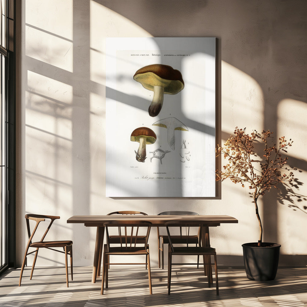 Svamp (boletus circinans) | Canvas