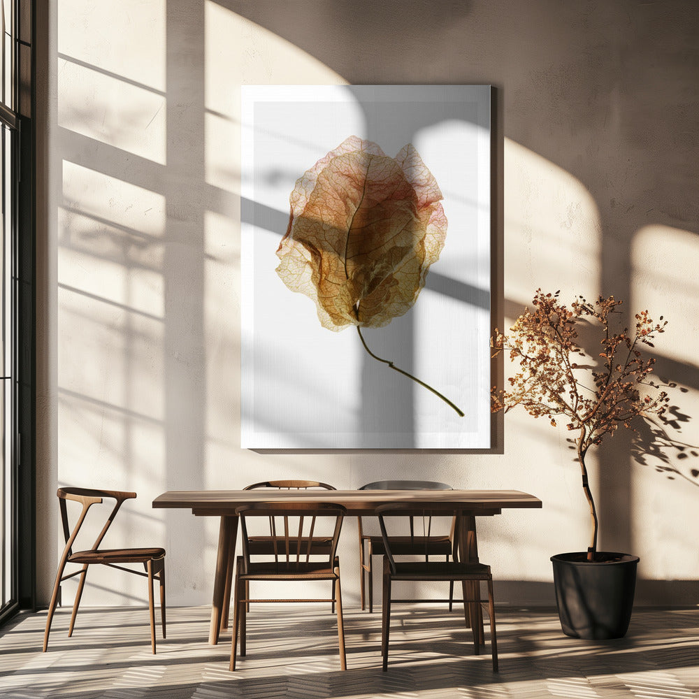 Bougainvillea Study No6 | Canvas