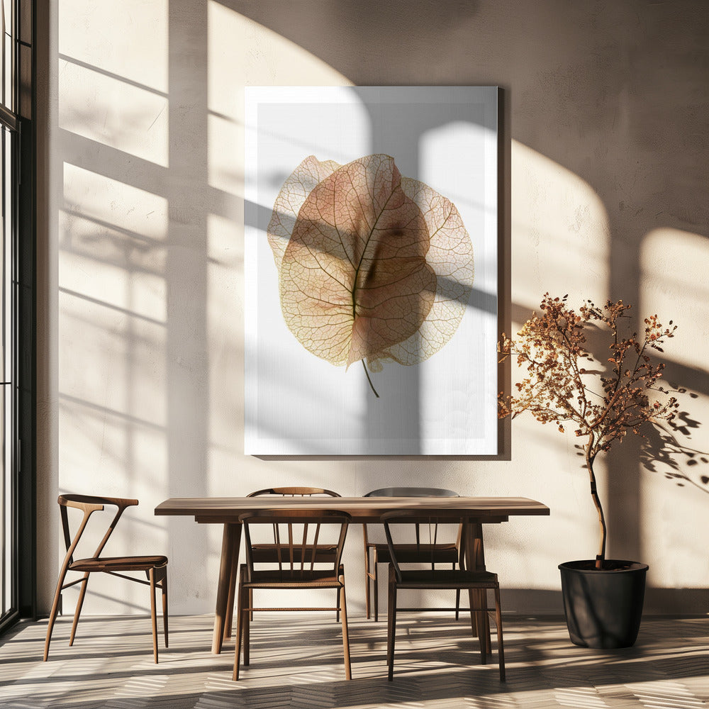 Bougainvillea Study No7 | Canvas