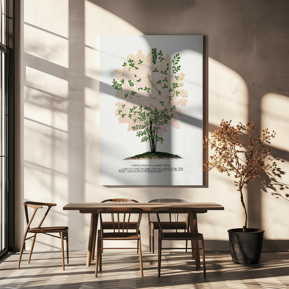 Purple Fringe Tree Lithograph | Canvas