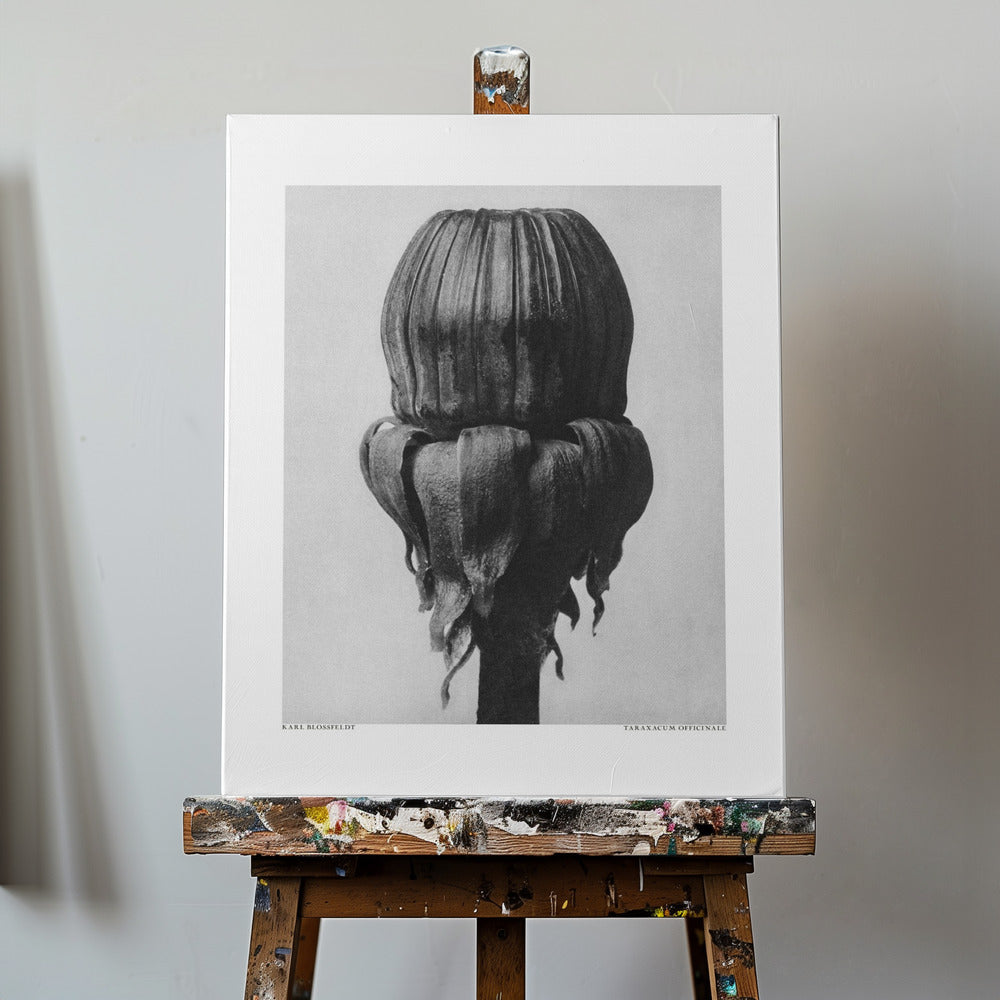 Taraxacum Officinale | Canvas