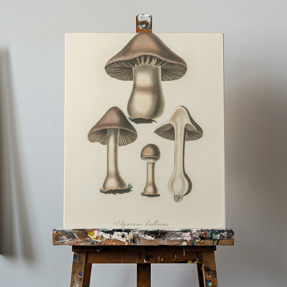 Illustrazione di Agaricus Bulbosus. Botanica medica 1836 | Stampe su Tela
