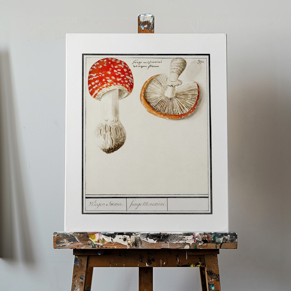 Agarico di mosca, Amanita Muscaria | Stampe su Tela