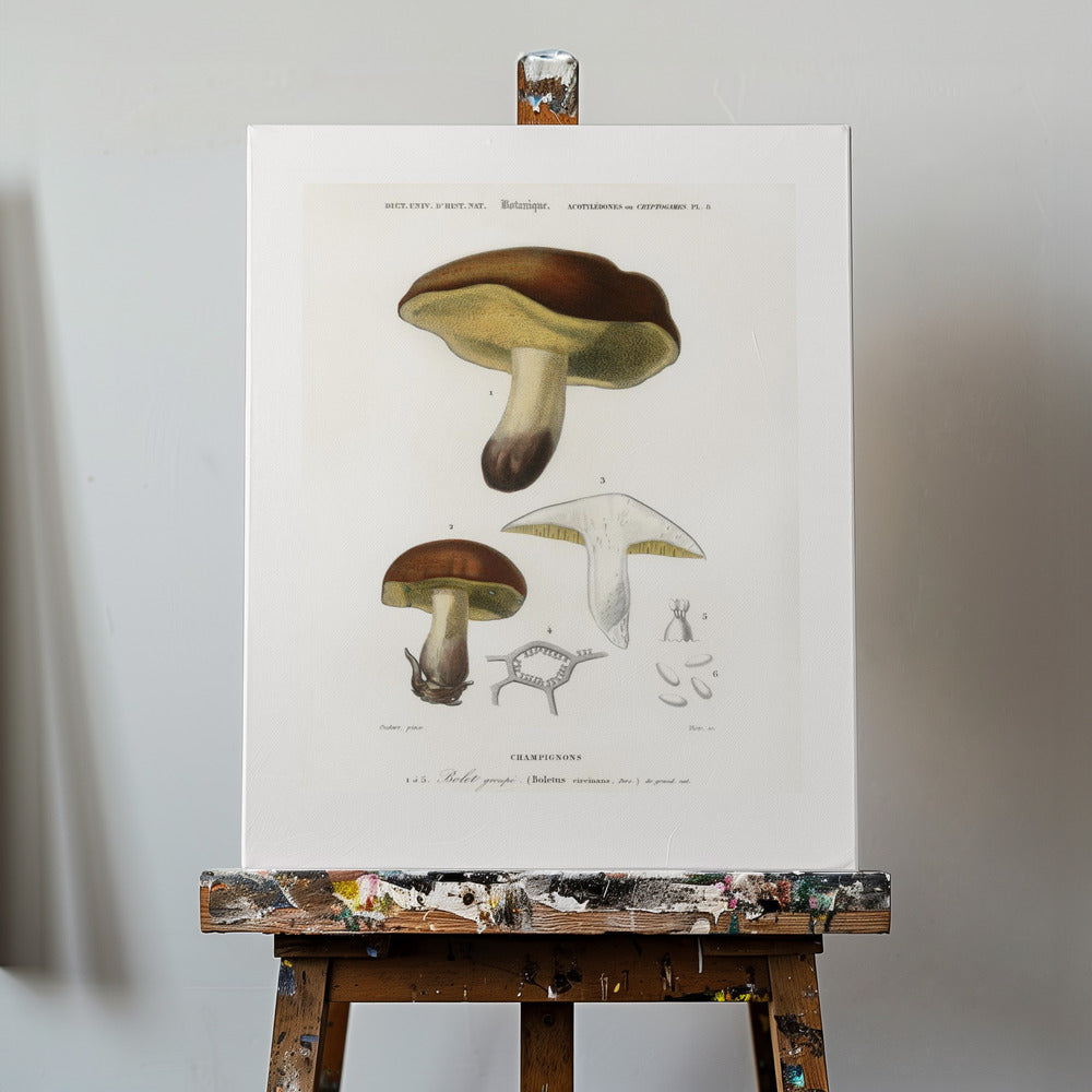 Svamp (boletus circinans) | Canvas