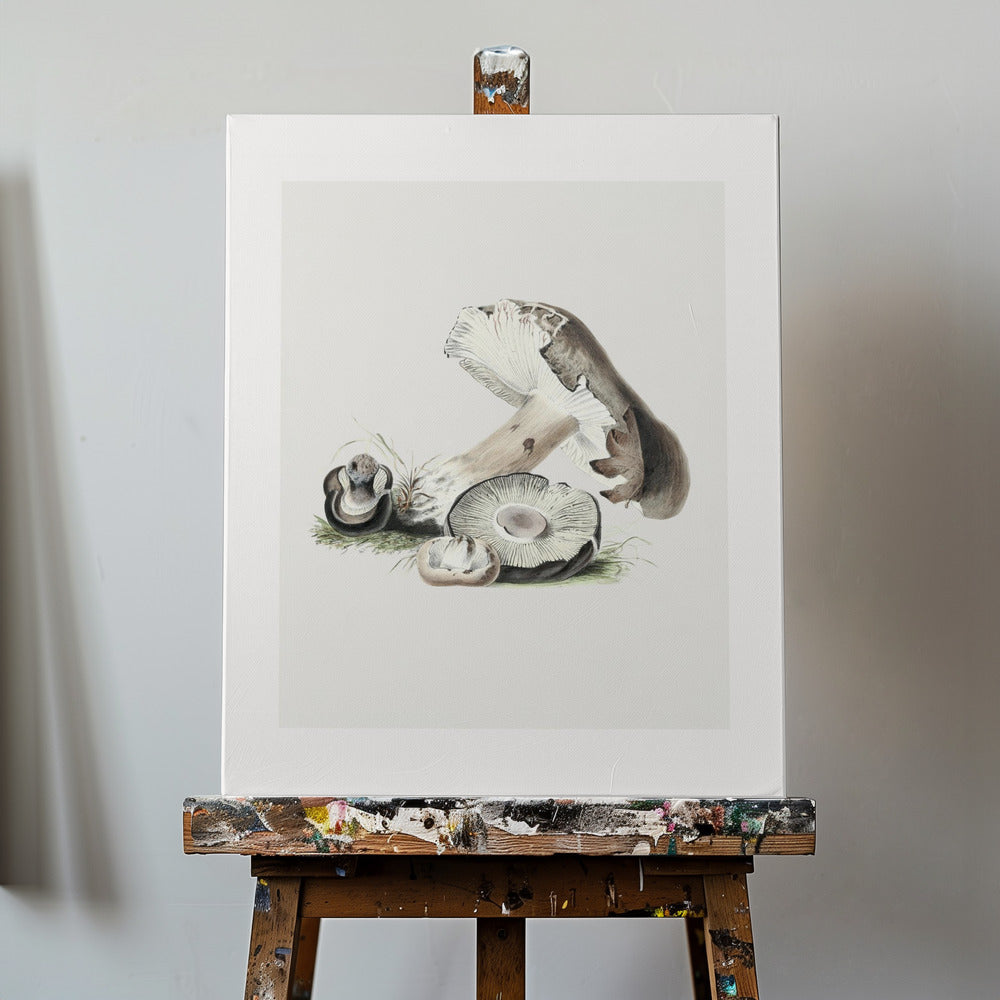 Vintage Agaricus Augustus Grzyb 50x70 | Wydruki na łótnie