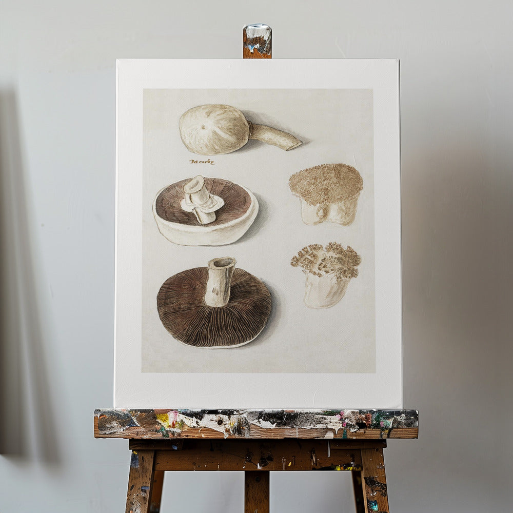 Seta de prado común, Agaricus Campestris de pie | Impresiones en Lienzo