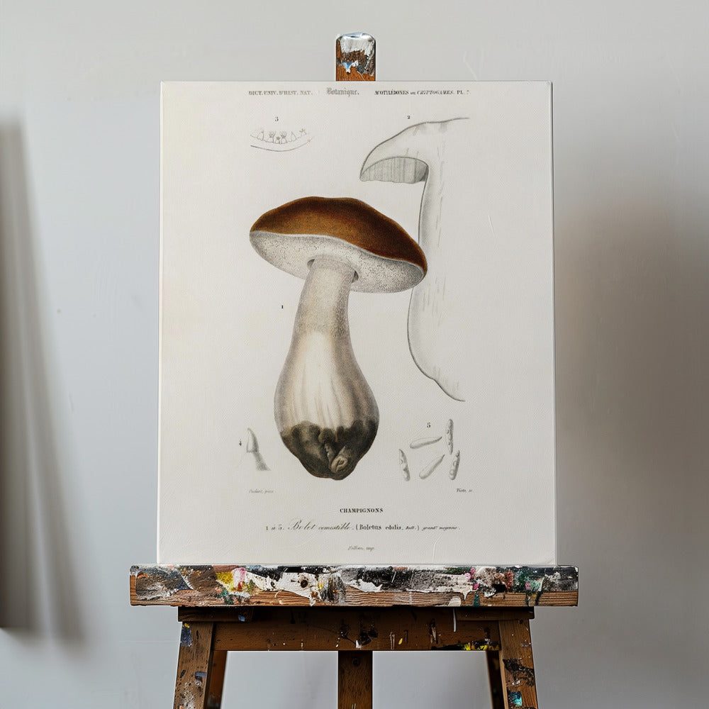 Porcini (Boletus Edulis) | Stampe su Tela