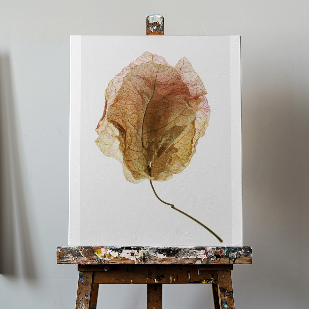 Bougainvillea Study No6 | Canvas
