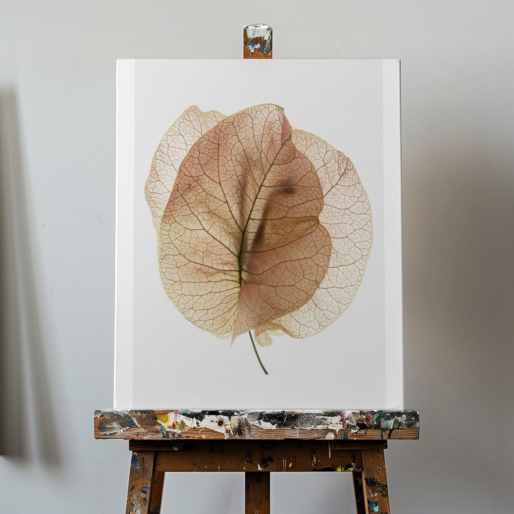Bougainvillea Study No7 | Canvas