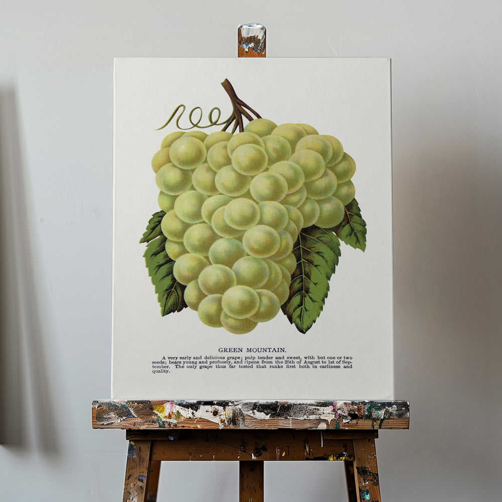 Green Mountain Grape Lithograph | Canvas