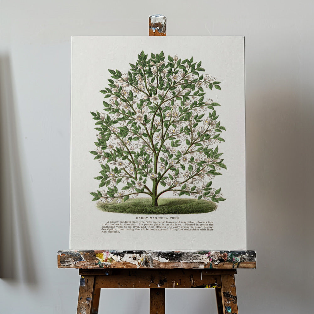 Lithografie des winterharten Magnolienbaums | Leinwand-Bilder