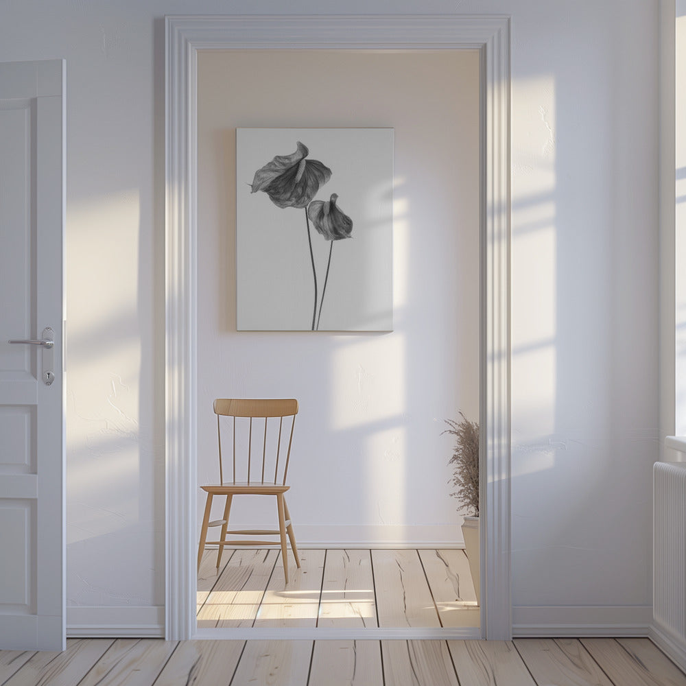 Anthurium | Stampe su Tela