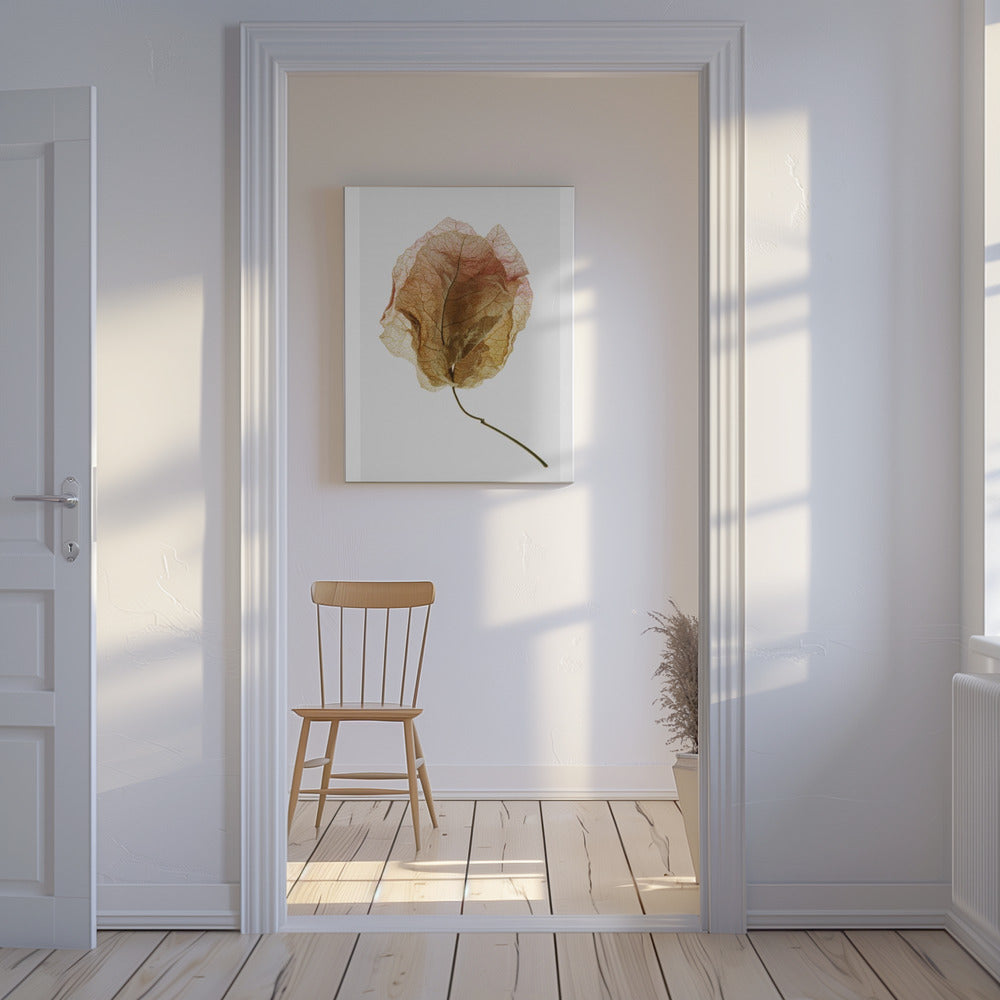 Bougainvillea Study No6 | Canvas