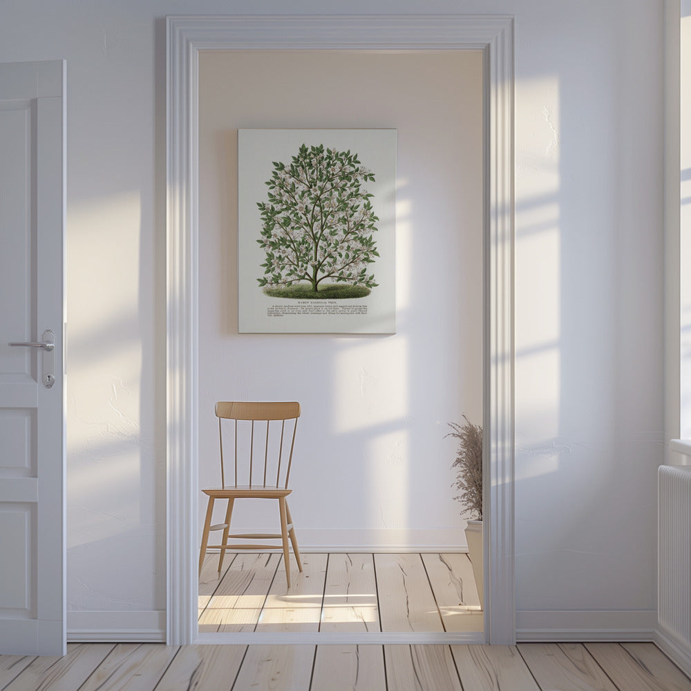 Lithografie des winterharten Magnolienbaums | Leinwand-Bilder