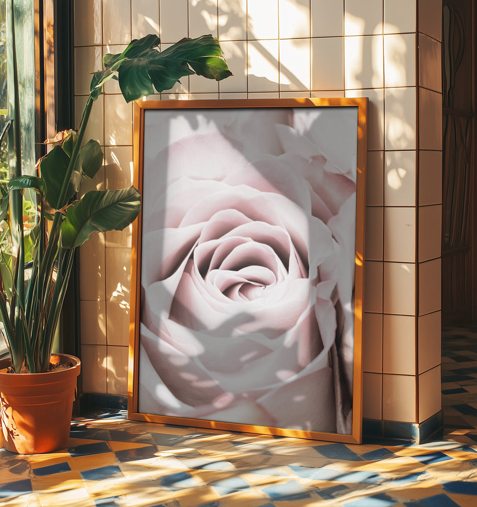 Pink Rose No 06 | Poster