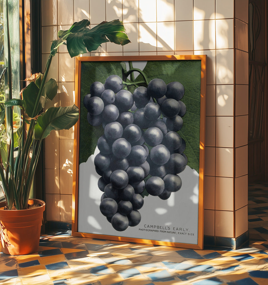 Campbell's Early Grape Lithograph | Poster