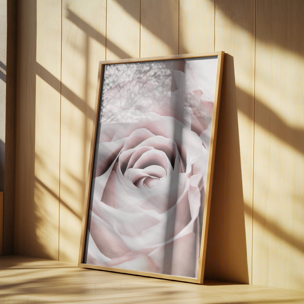 Pink Rose No 06 | Poster
