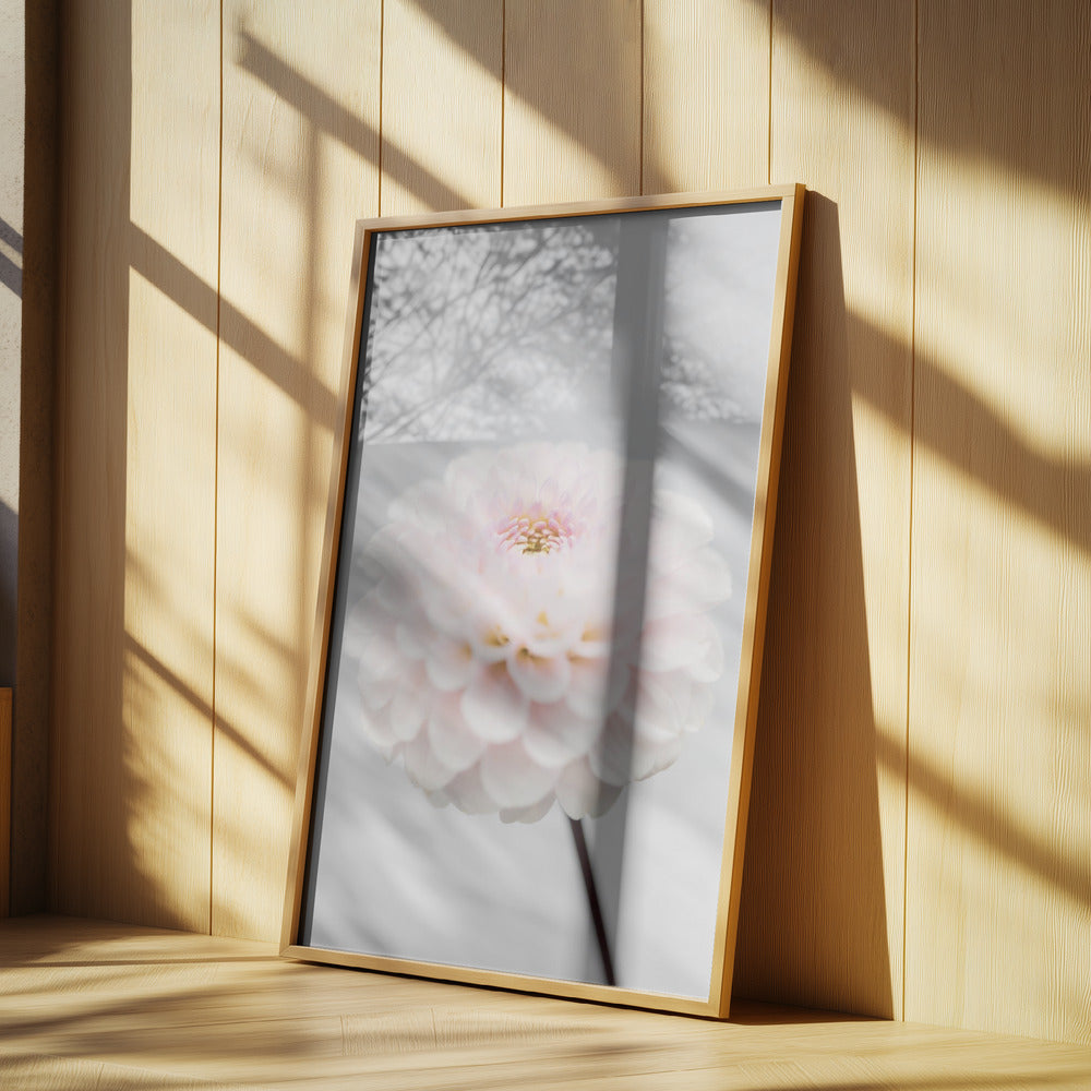 Pink Flower No3 | Poster