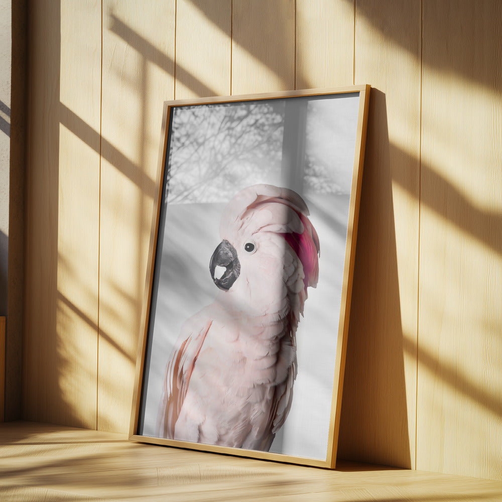 Cacatoès rose | Posters - Affiche Artistique