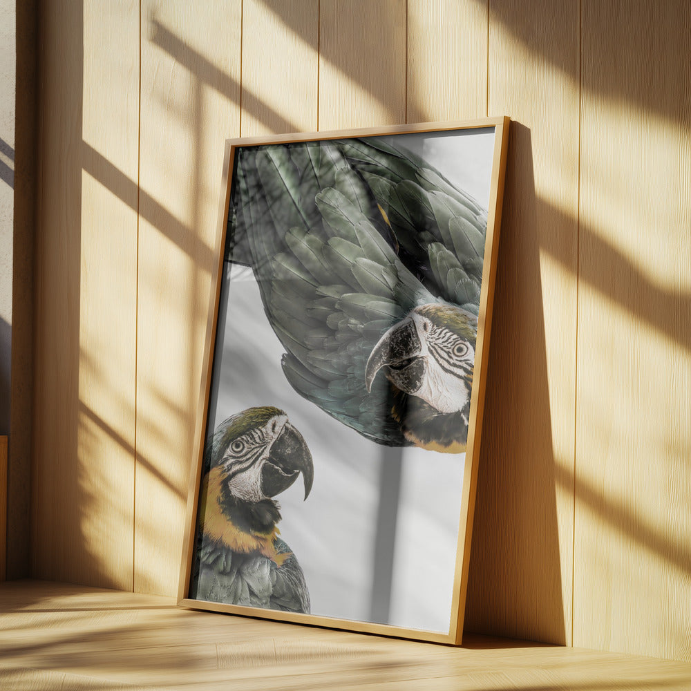 Amazonia | Poster