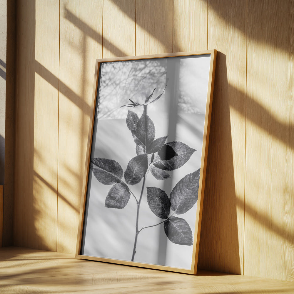 Rose | Poster
