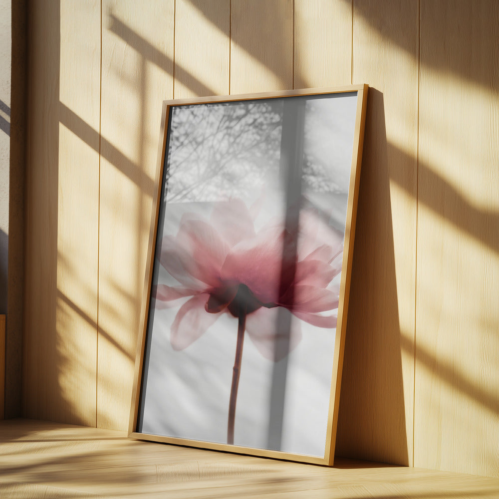 Pink Peony | Poster