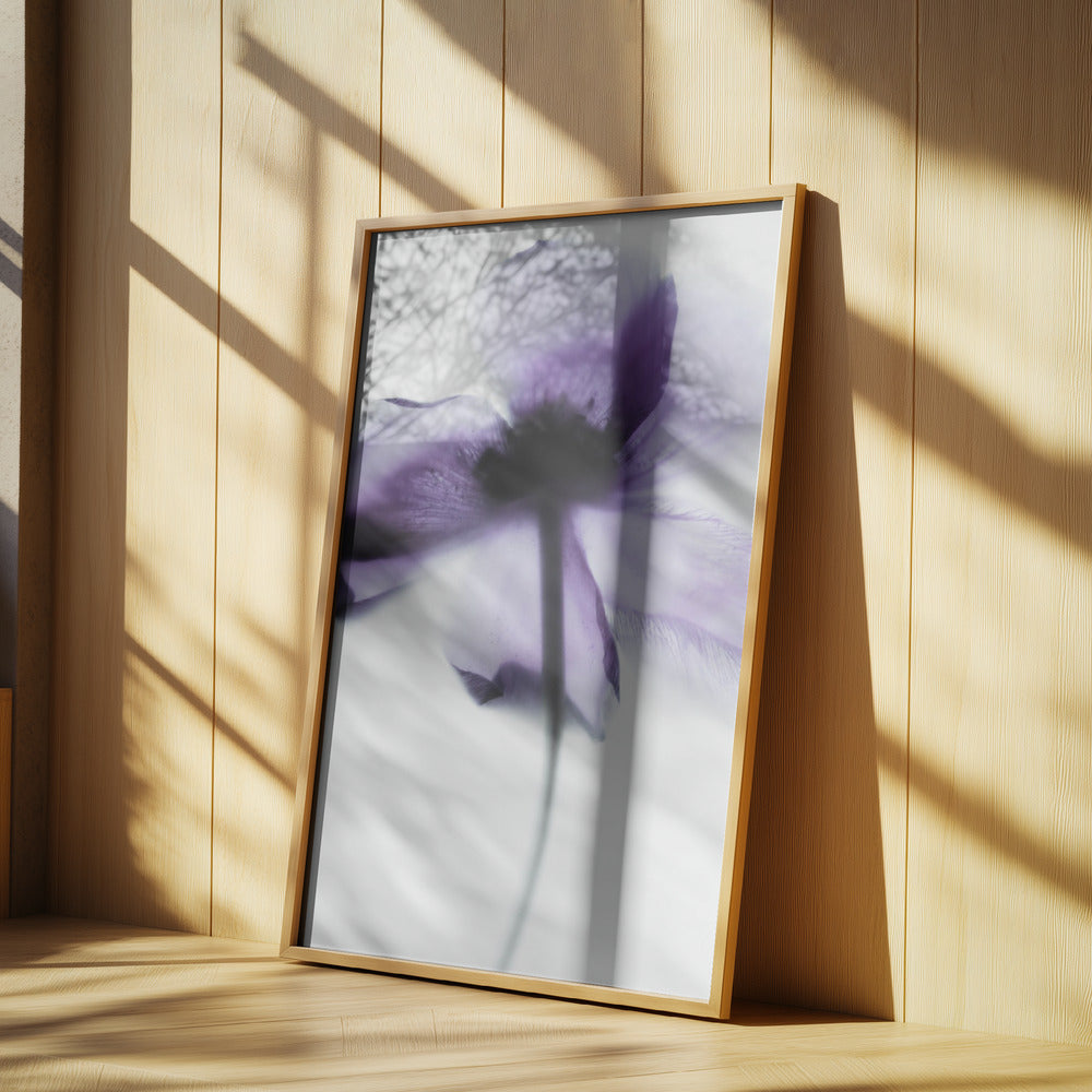 Purple Poppy | Poster